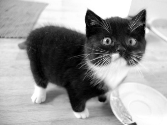Cat Cat