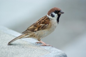 Chitukuruvi
