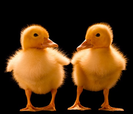 Clone Clone