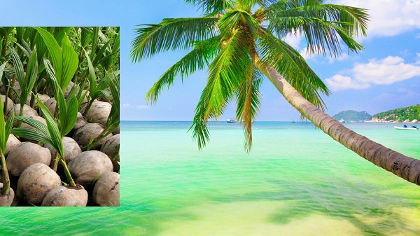 coconut coconut