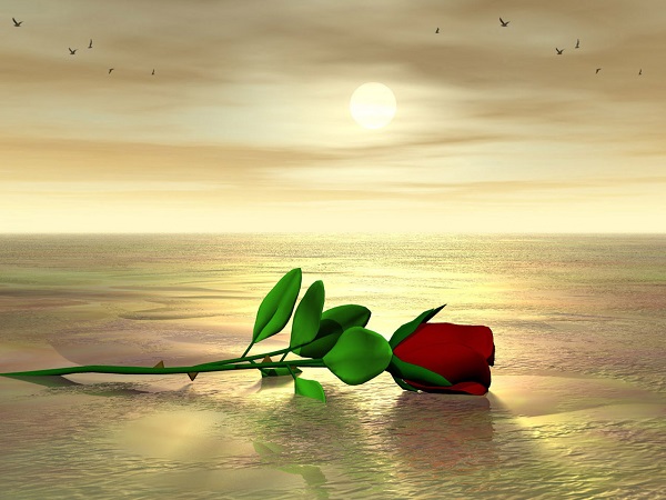 desert rose desert rose