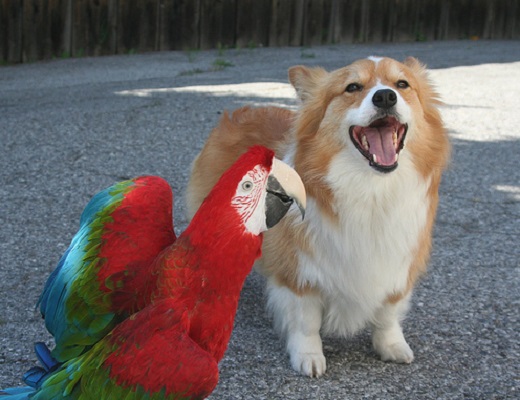 Dog and Parrot