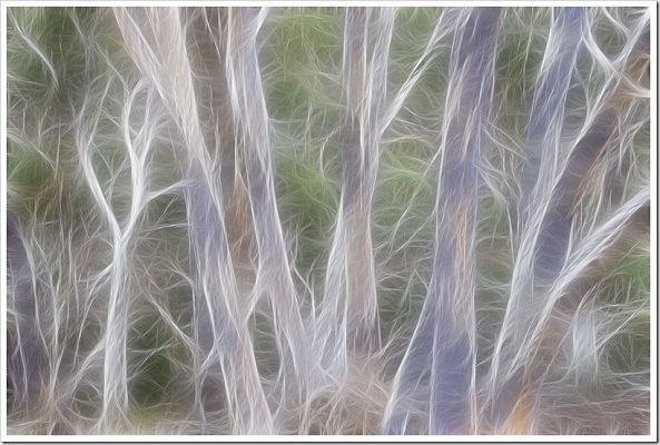 Ghost Trees Ghost Trees