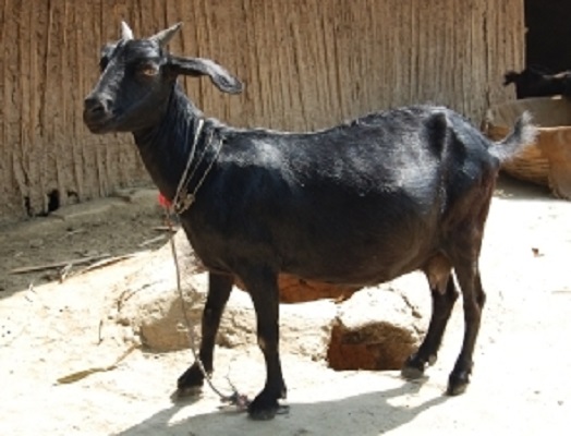 goat goat
