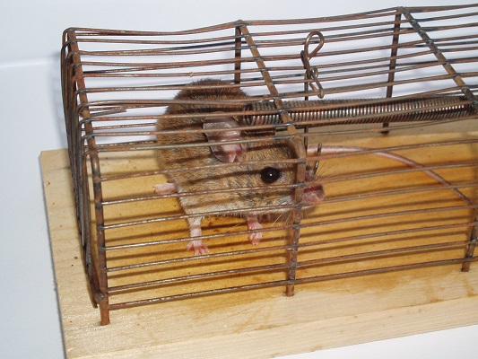 mousetrap mousetrap