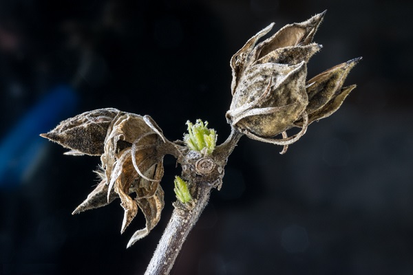 New life