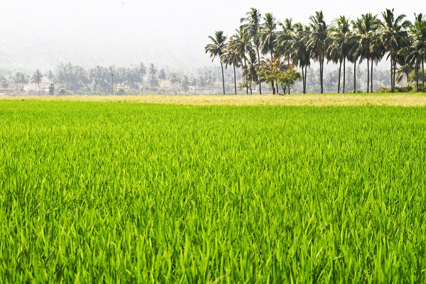Paddy field Paddy field