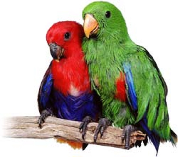 Parrots Parrots