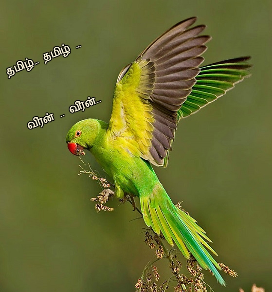 Parrot Parrot