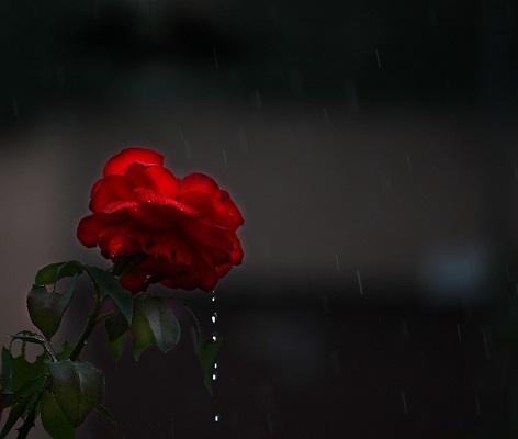 Rose Rose
