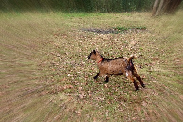 running_goat.