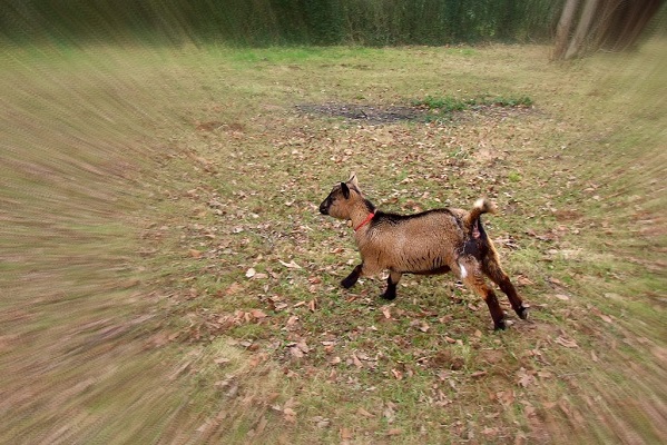running_goat running_goat.
