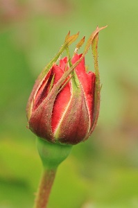 Vanuyarntha solaiyile Vanuyarntha solaiyile