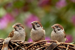 Sparrow