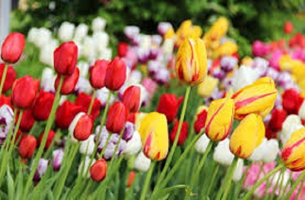 Spring Spring