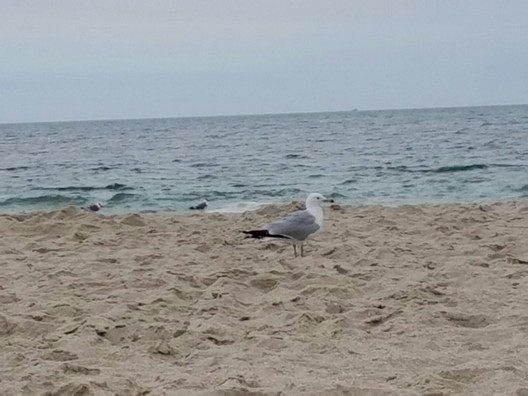 Point pleasant beach