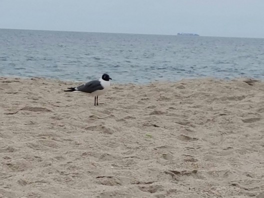 Point pleasant beach