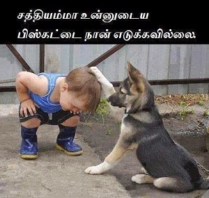 Dogs Dogs
